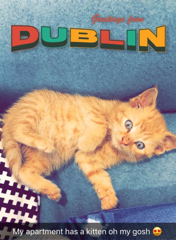 kitten at the Binary Hub, Dublin