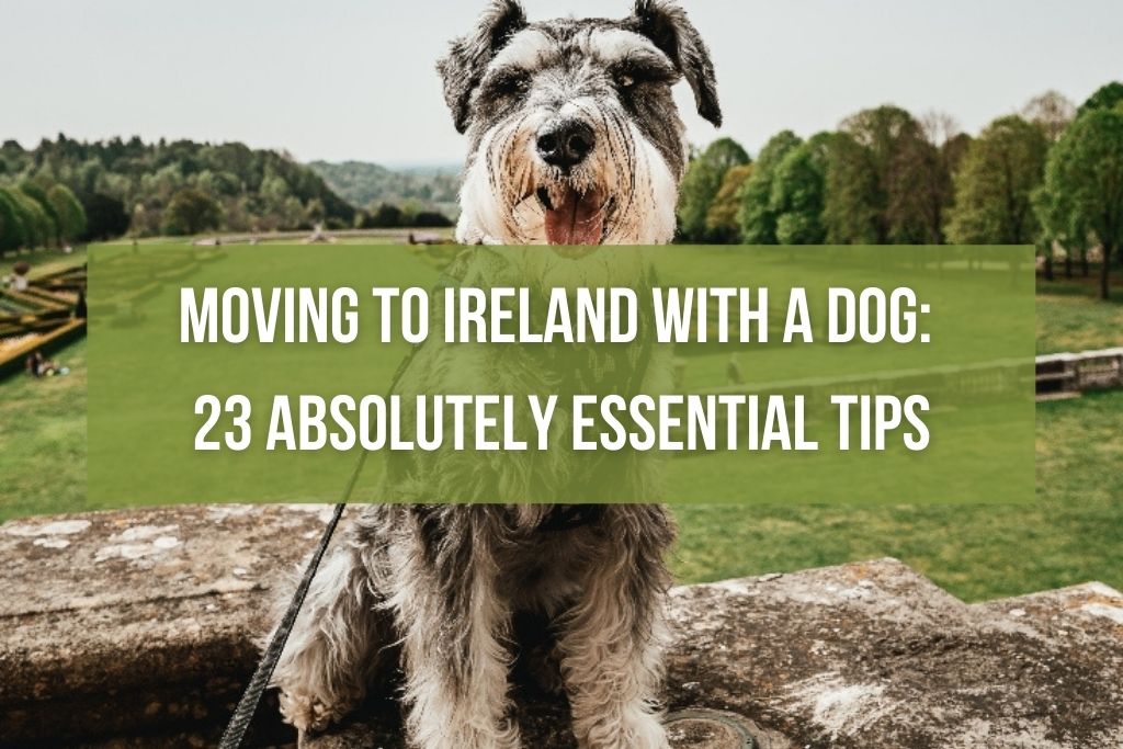 Moving to Ireland with a Dog: 23 Absolutely Essential Tips