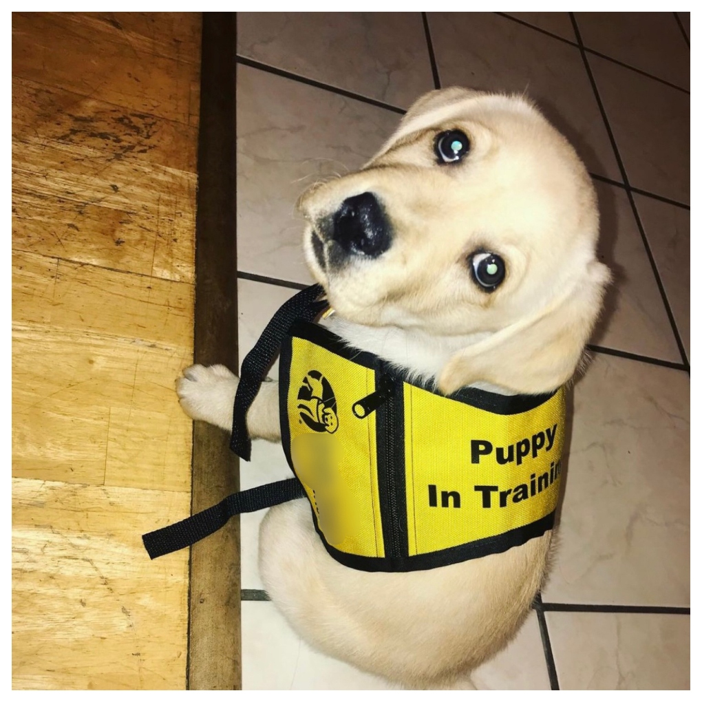 guide dog puppy in training