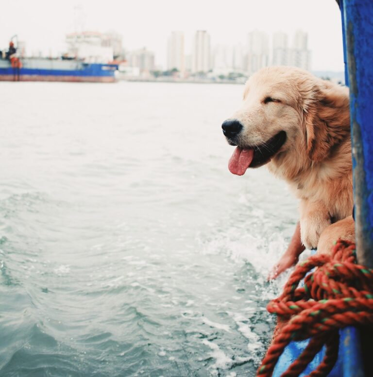 Moving to Ireland With a Dog 23 Absolutely Essential Tips — Make the