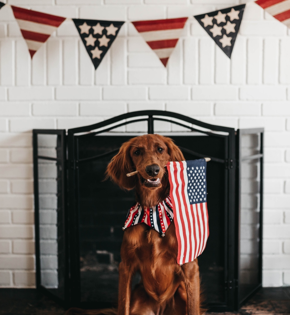 dog holding American flag