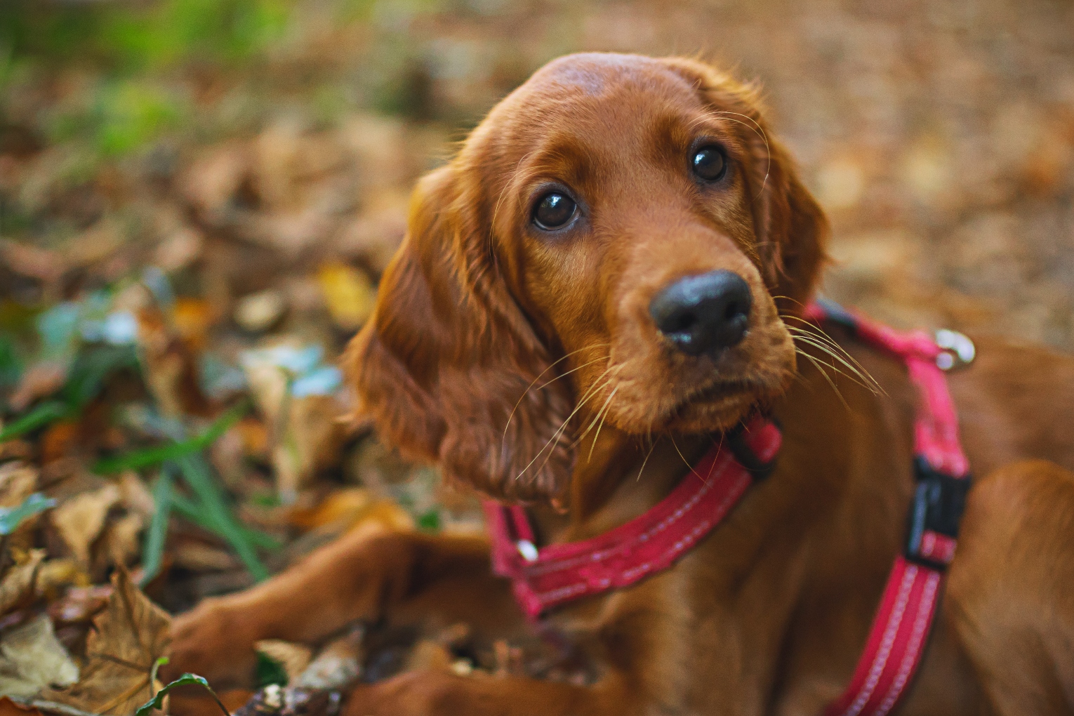 ireland travel with dog