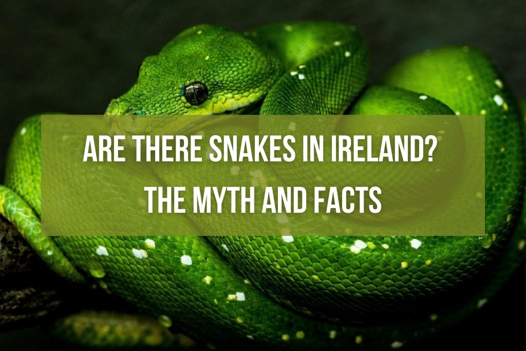 Are There Snakes in Ireland? The Facts and Myth