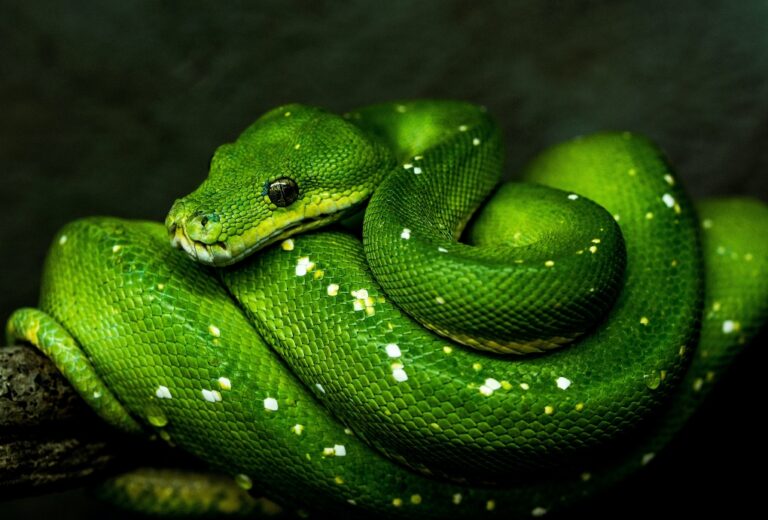 Are There Snakes in Ireland? Facts and Myths in 2024