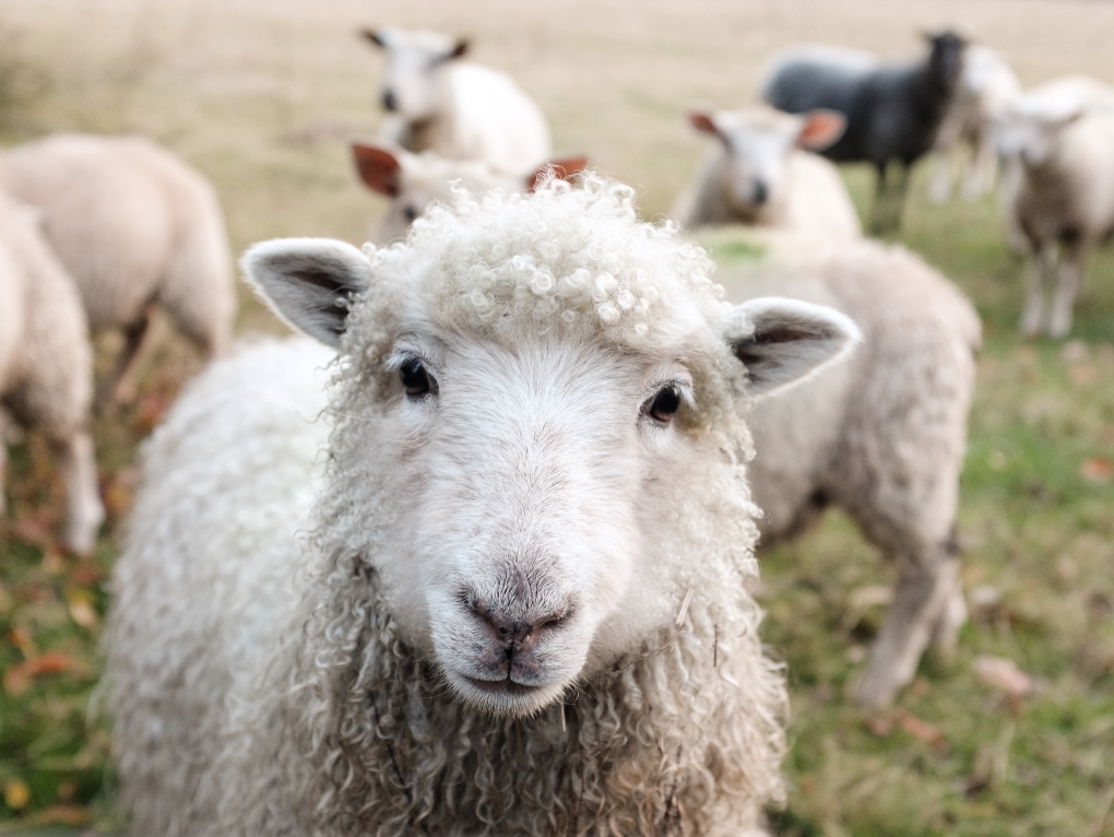 lamb in Ireland