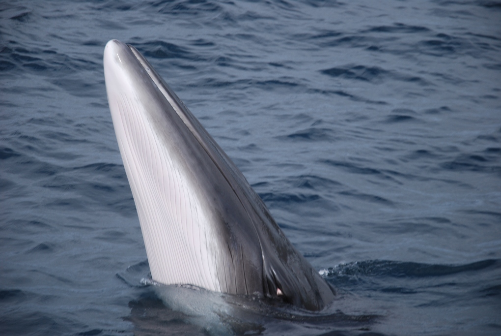 Ireland minke whale