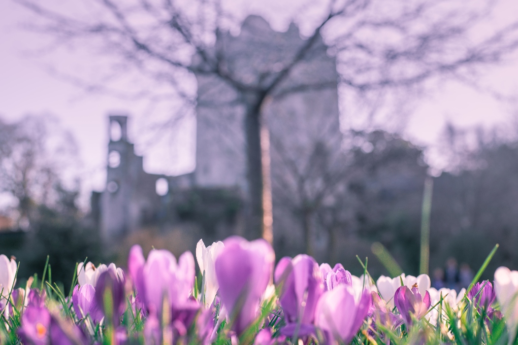 flowers blooming in front of Blarney Castle