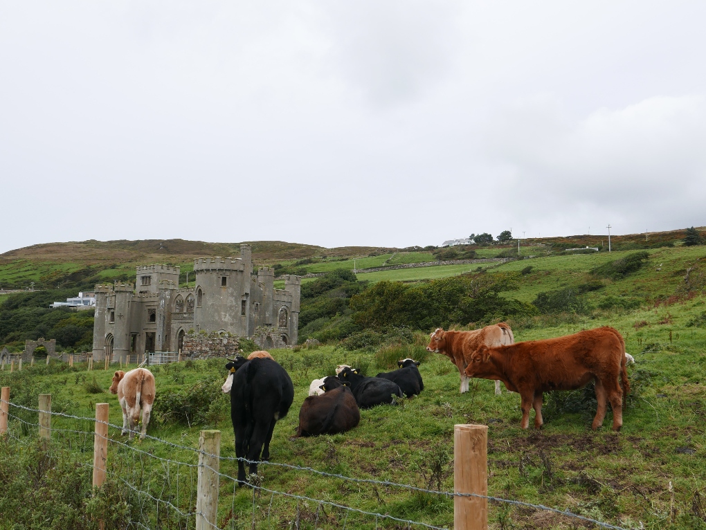 cows and castles in Connemara National Park