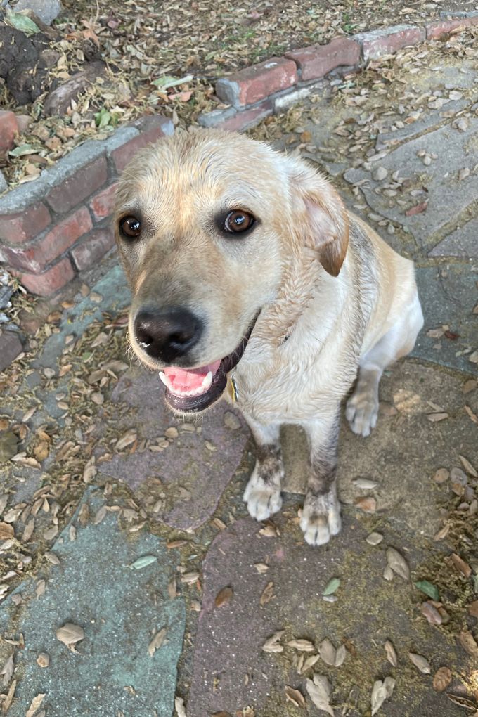 my muddy dog