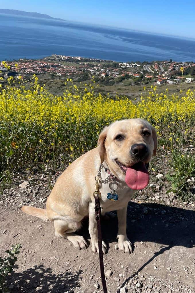my dog, Lizzie on a hike in Palos Verdes