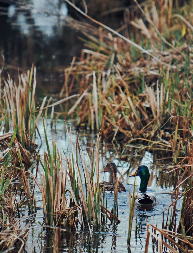 ducks in a marsh