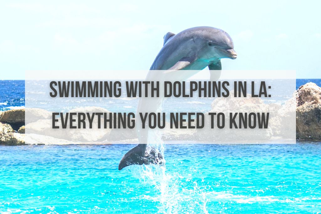 Swimming With Dolphins in Los Angeles: Everything You Need to Know