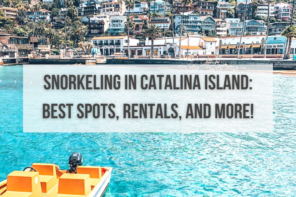 Snorkeling in Catalina Island: Best Spots, Rentals, and More!