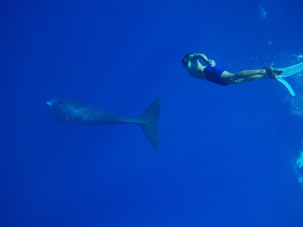 a man snorkeling next to a dolphin