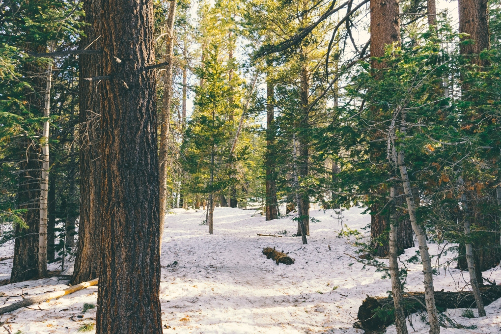 snow covered forest floor in CA