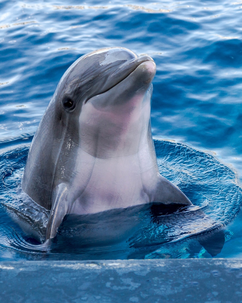 a smiling dolphin