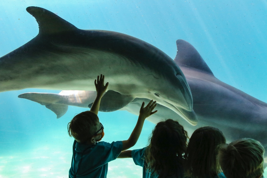 kids looking at dolphins