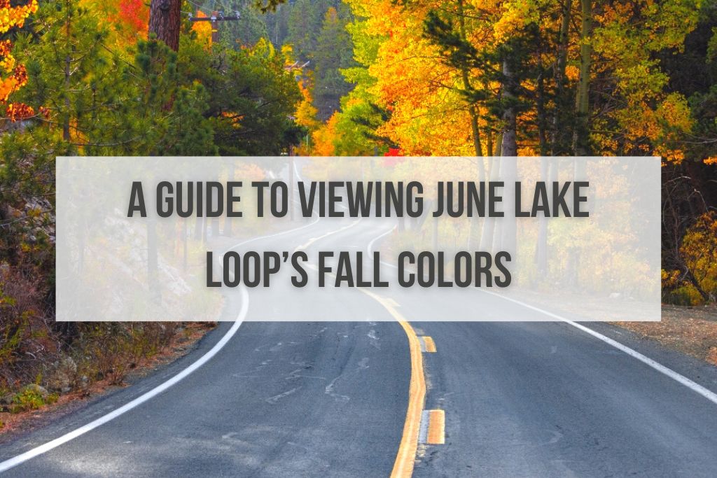 A Guide to Viewing June Lake Loop’s Fall Colors