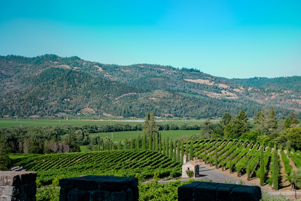 a vineyard in Napa Valley
