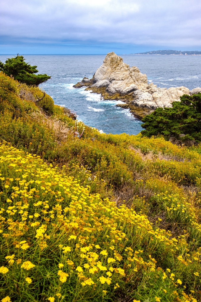 flowers by the California coast