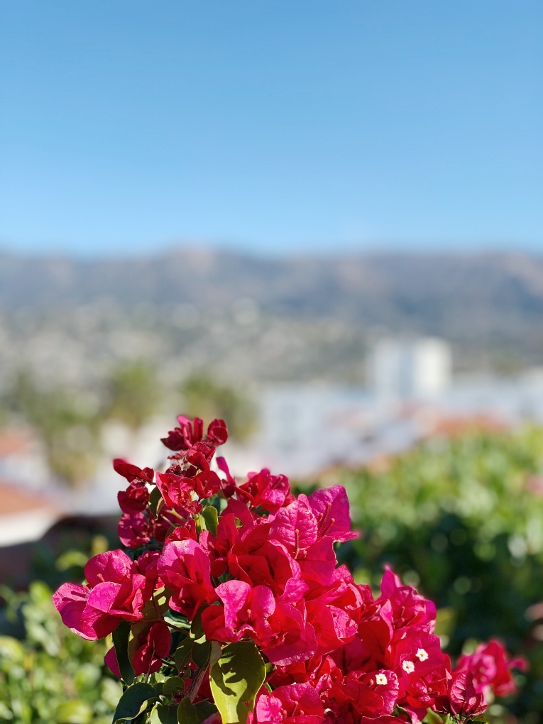 flowers on a rooftop in Santa Barbara