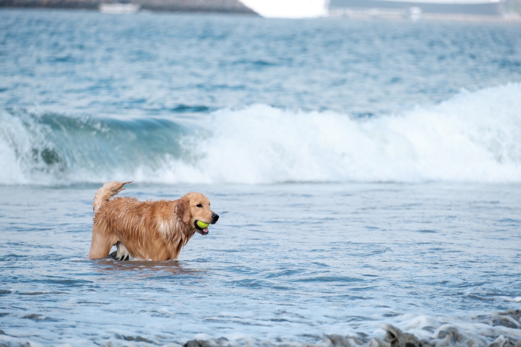 dog playing at Rosie's dog beach