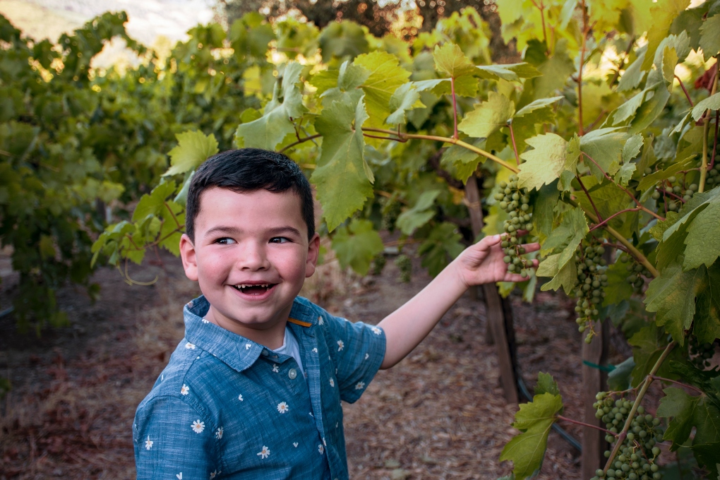 kid in a vineyard in Napa