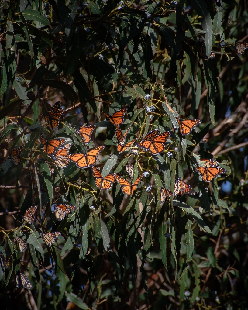 Natural Bridges monarch butterflies