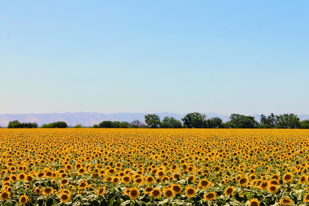 Napa Valley sunflowers