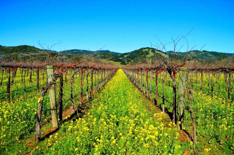 Is Napa Valley Worth Visiting? 43 Pros and Cons to Consider — Make the ...