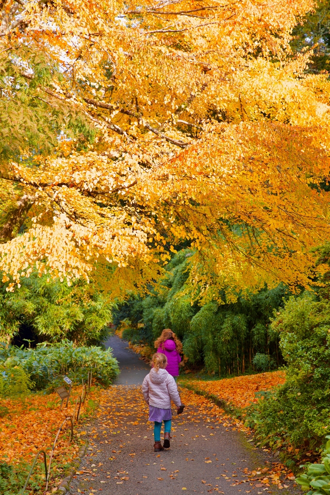 walking through fall leaves in Ireland