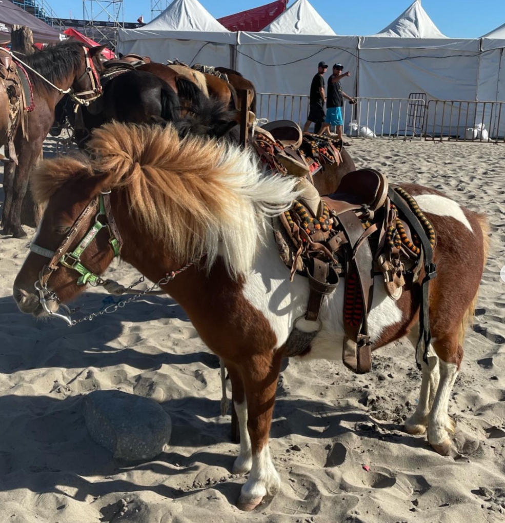 horses on the beach in Rosarito